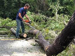 Best Tree Mulching  in Mount Hore, WI