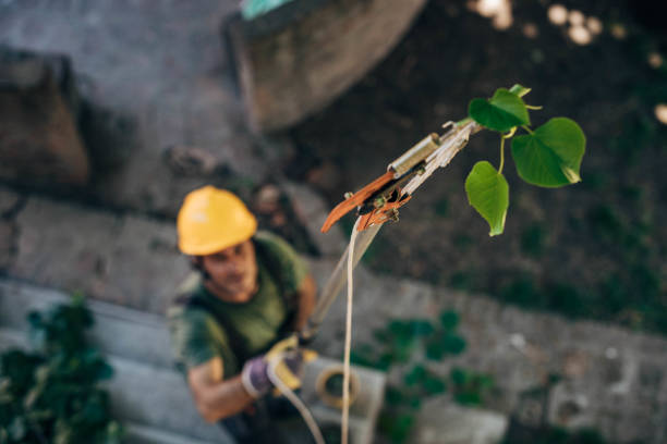 Best Emergency Tree Removal  in Mount Hore, WI